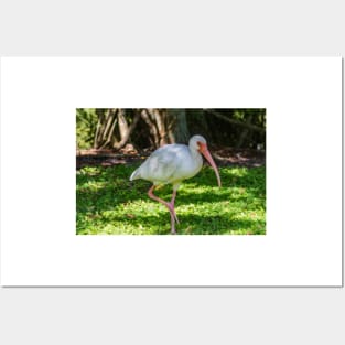 Hopping White Ibis Posters and Art